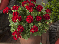 Pelargonijas
