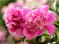 Peonijas