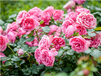 Rozes