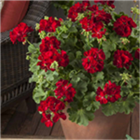 Pelargonijas