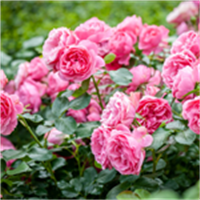 Rozes