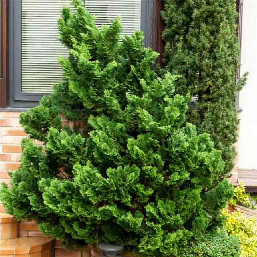 Hinoki paciprese - Chamaecyparis o. NANA GRACILIS konteinerstāds