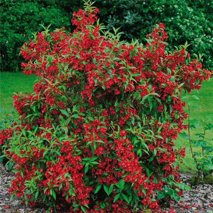 Veigela RED PRINCE
