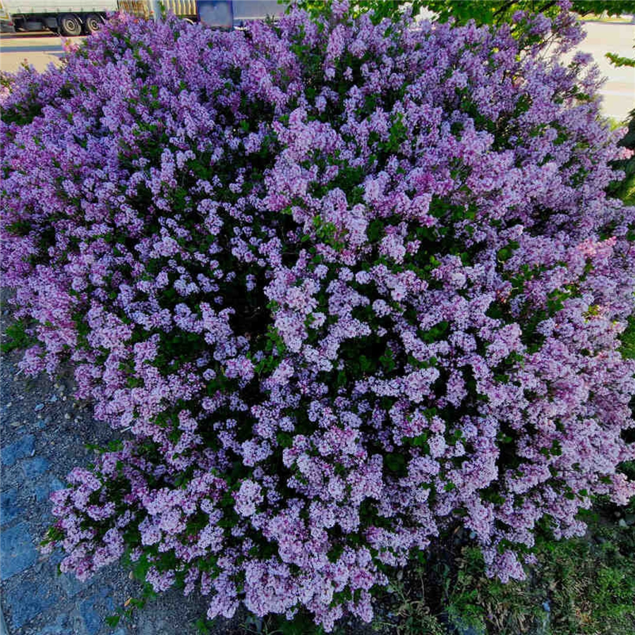 Ceriņš -Syringa Meyeri PALIBIN C2