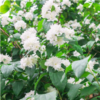 Filadelfs - Philadelphus "MINESOTA SNOWFLAKE"