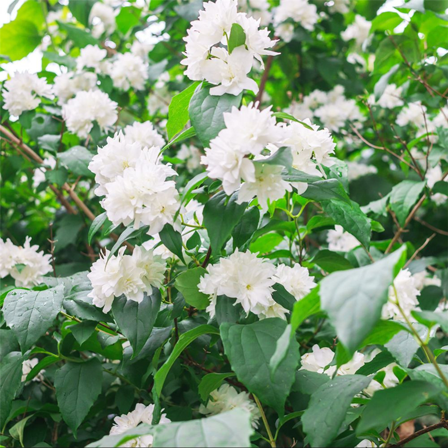 Filadelfs - Philadelphus "MINESOTA SNOWFLAKE"