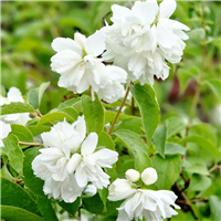 Filadelfs - Philadelphus "MINESOTA SNOWFLAKE"