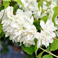 Filadelfs - Philadelphus "MINESOTA SNOWFLAKE"