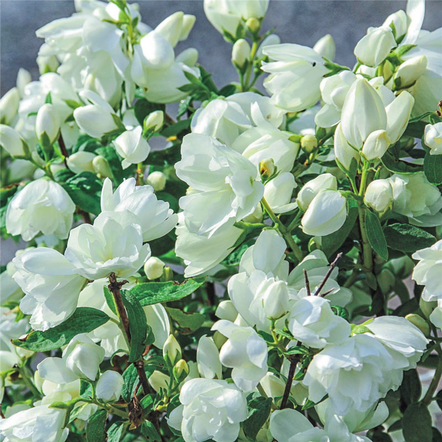 Filadelfs - Philadelphus "SNOWBELLE"