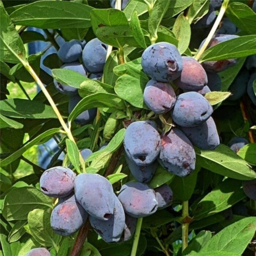 Ēdamais sausserdis  - Blue Treasure P9