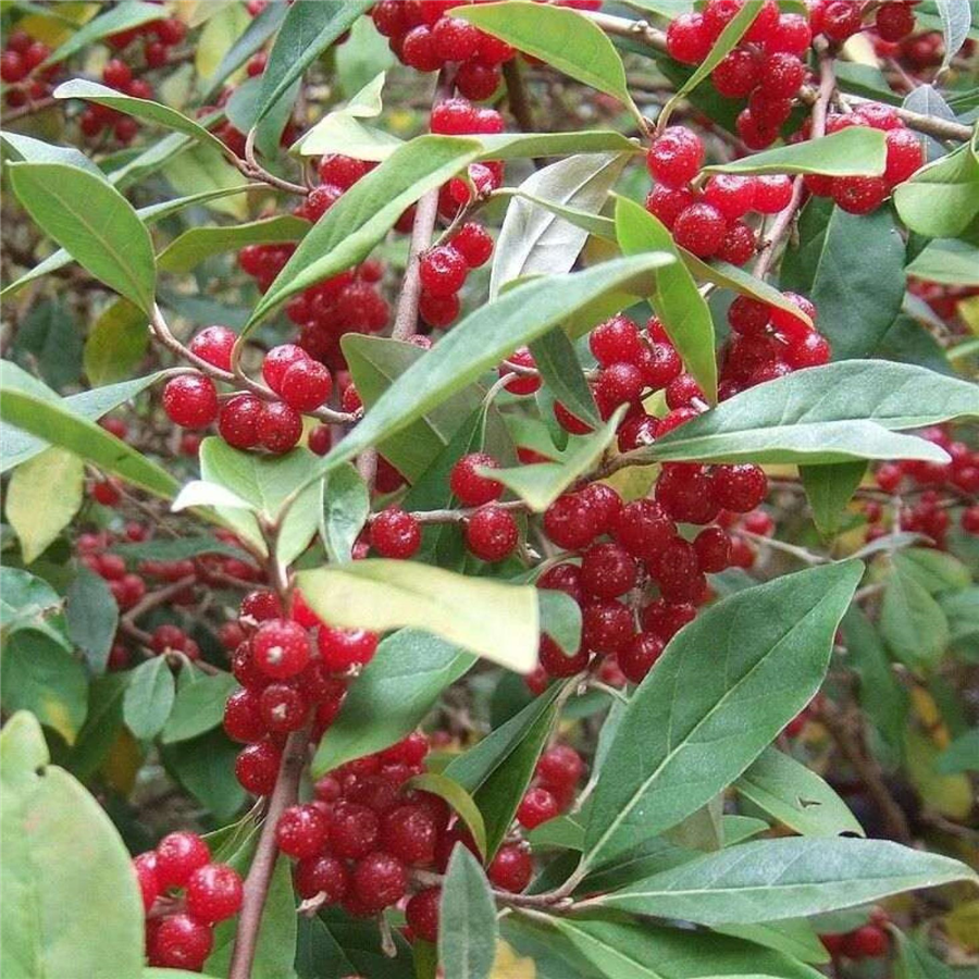 Eleagns - Elaeagnus umbellata POINTILLA® AMOROSO® C2