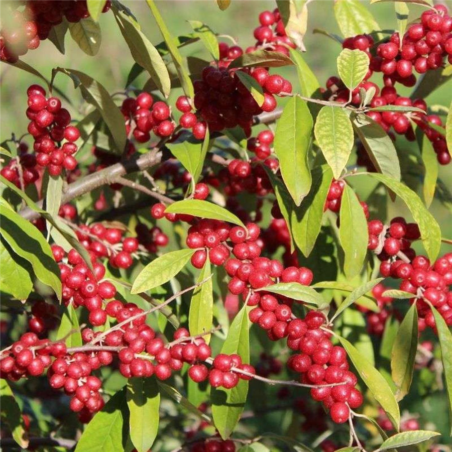 Eleagns - Elaeagnus umbellata POINTILLA® SWEET'N'SOUR® C2