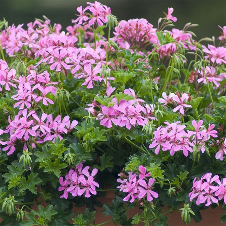 Pelargonija MINIBALKON LILA
