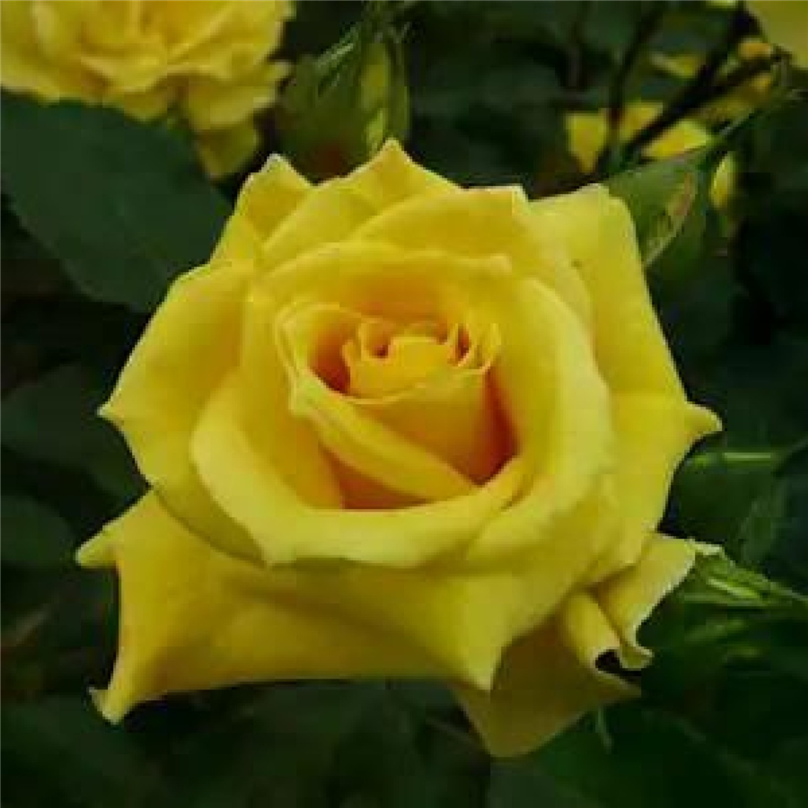 Floribundroze FRESIA