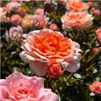 Roze FLOWER POWER ( kailsakne )