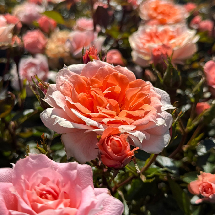 Roze FLOWER POWER ( kailsakne )