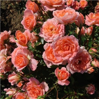 Roze FLOWER POWER ( kailsakne )