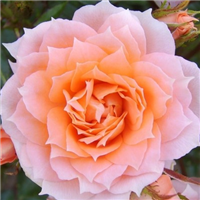 Roze FLOWER POWER ( kailsakne )