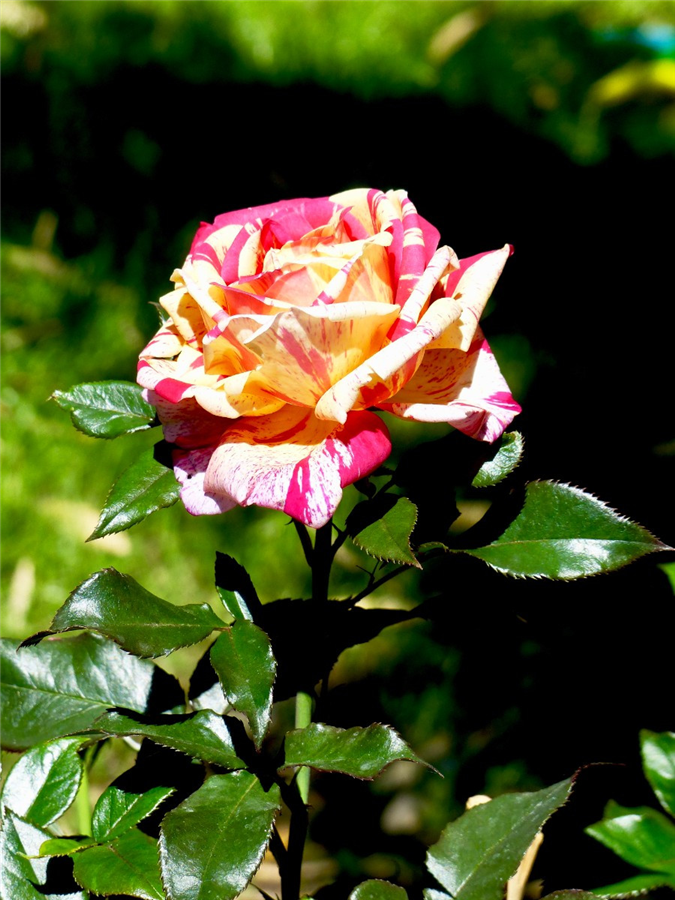 Roze BROCELIANDE ( kailsakne )