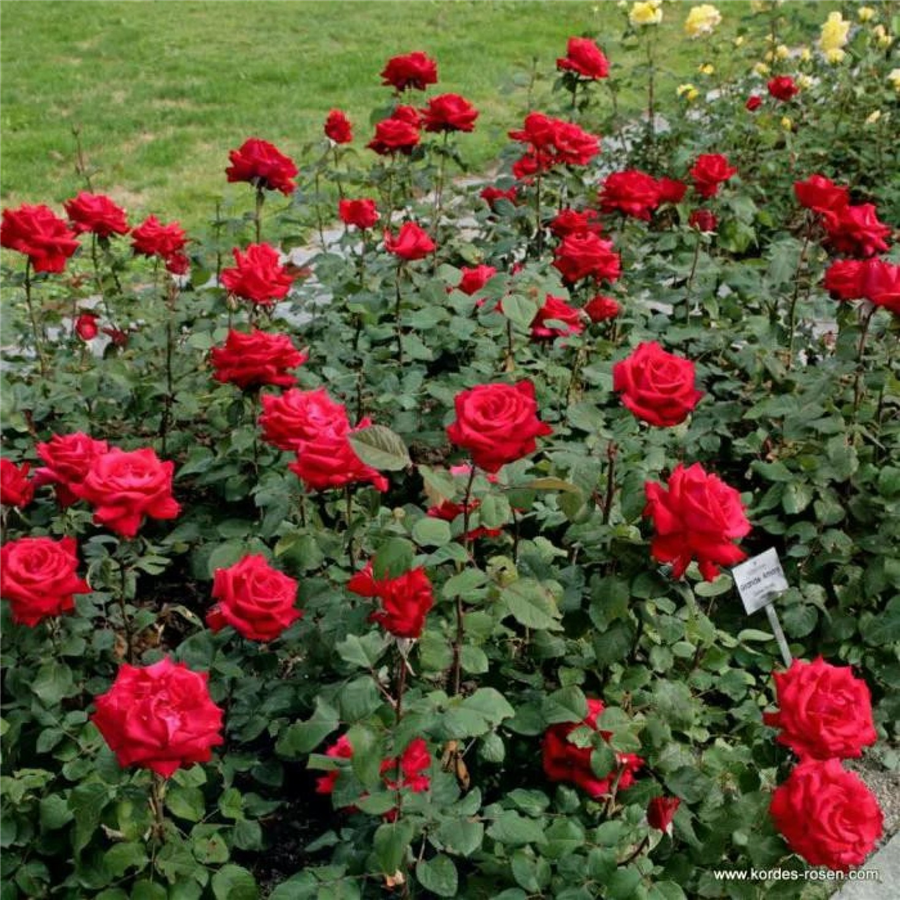 Tējhibrīdroze GRANDE AMOURE