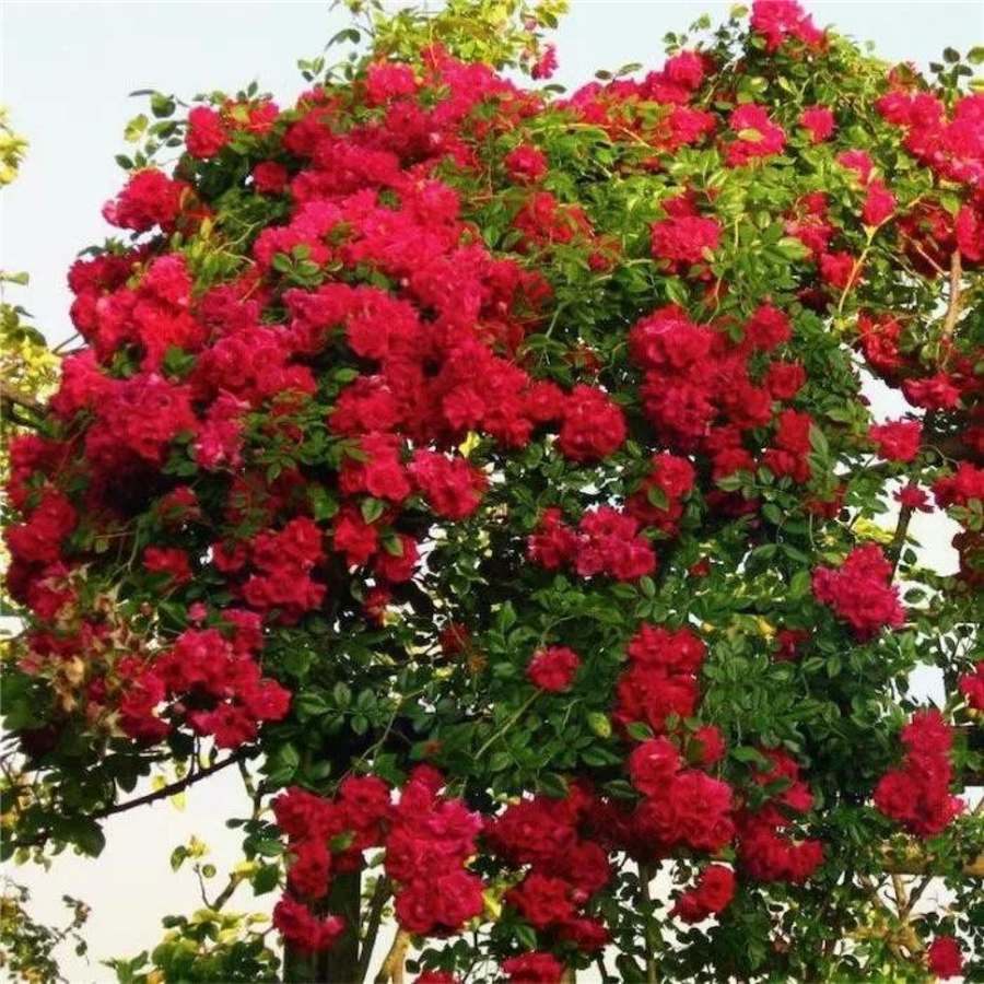 Vīteņroze CRIMSON SHOWER