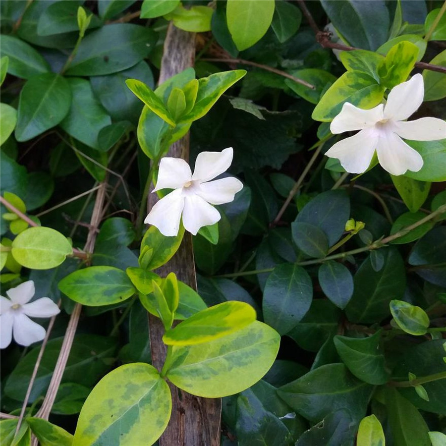 Kapmirte - Vinca minor ALBA P9
