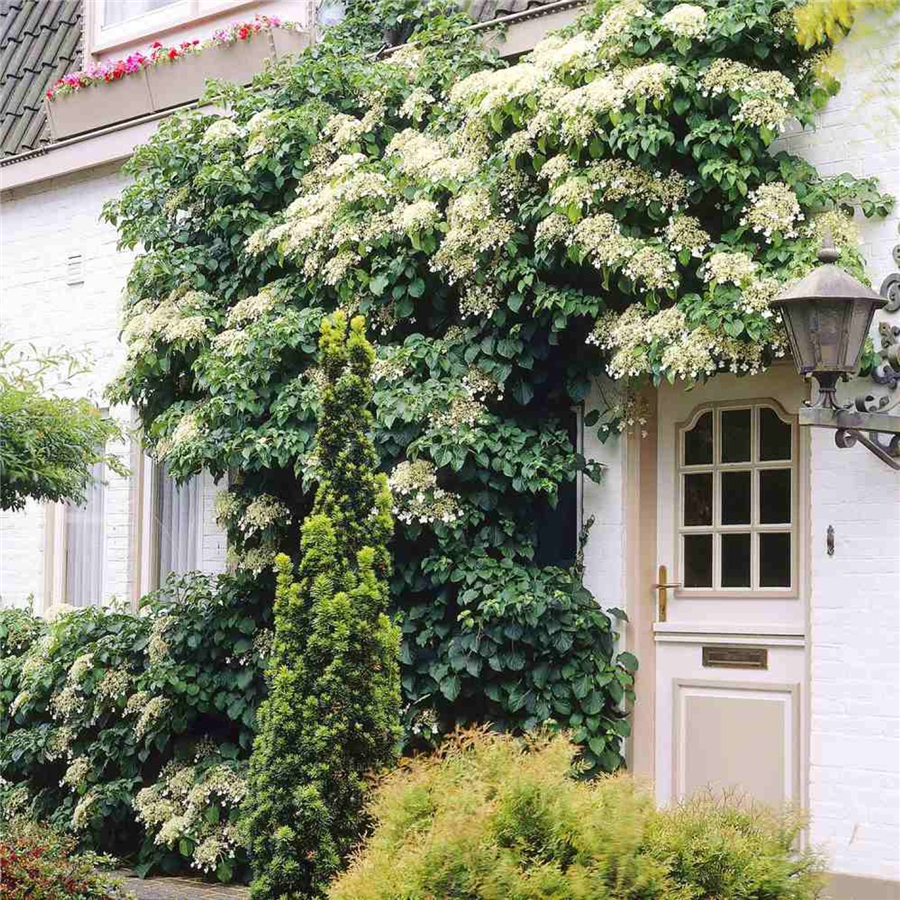 Vīteņhortenzija - HYDRANGEA ANOMALA PETIOLARIS