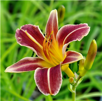 Dienziede EVERYDAYLILY RED RIBS