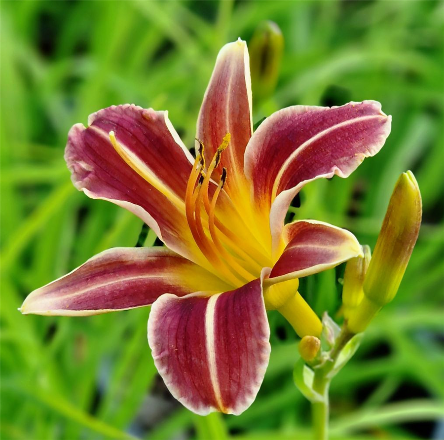 Dienziede EVERYDAYLILY RED RIBS
