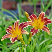 Dienziede EVERYDAYLILY RED RIBS