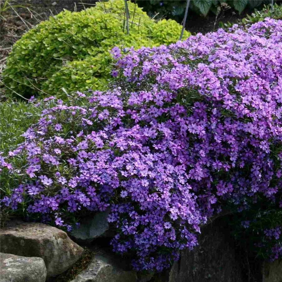 Aslapu floksis - Phlox subulata PURPLE BEAUTY P9