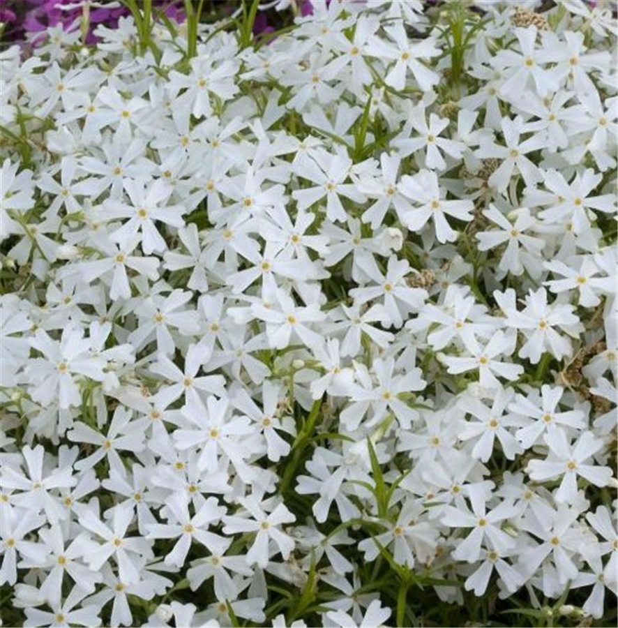 Aslapu floksis - Phlox subulata WHITE DELIGHT P9
