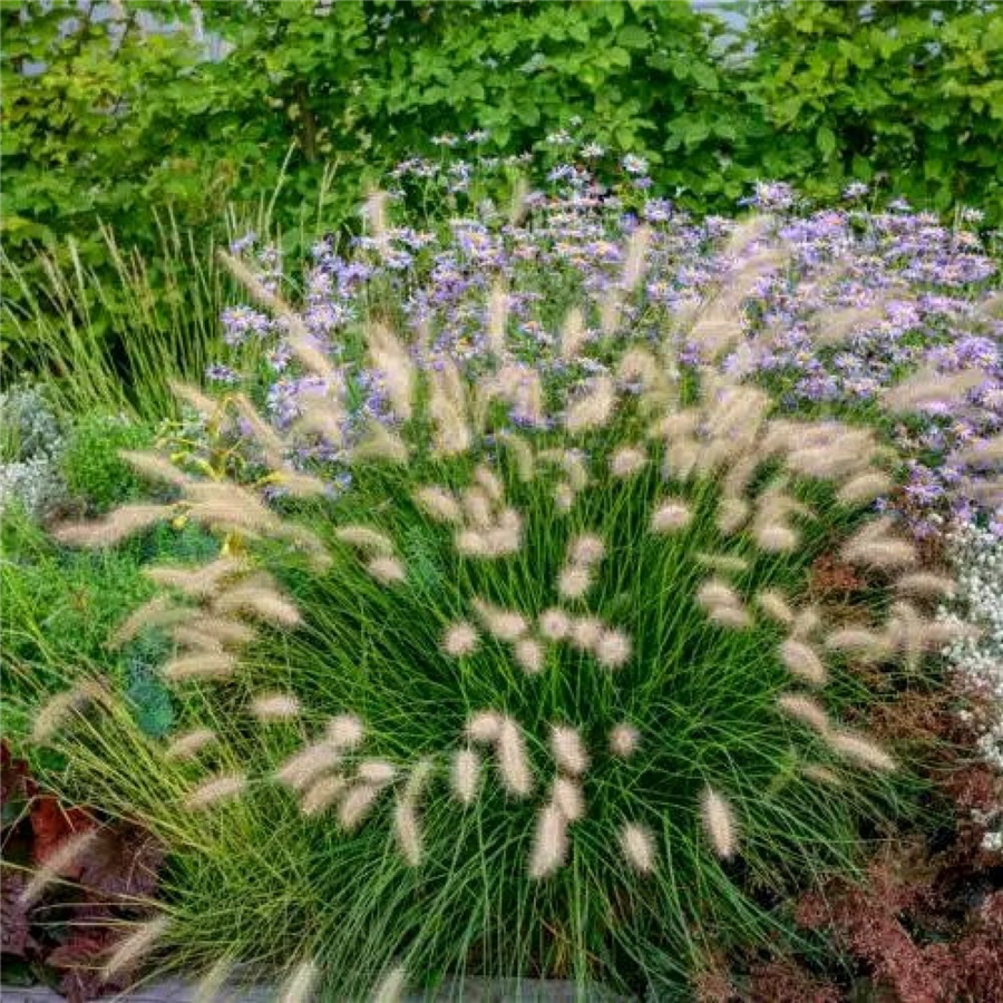 Lapsastu spalvzāle - Pennisetum alopecuroides LITTLE BUNNY P9