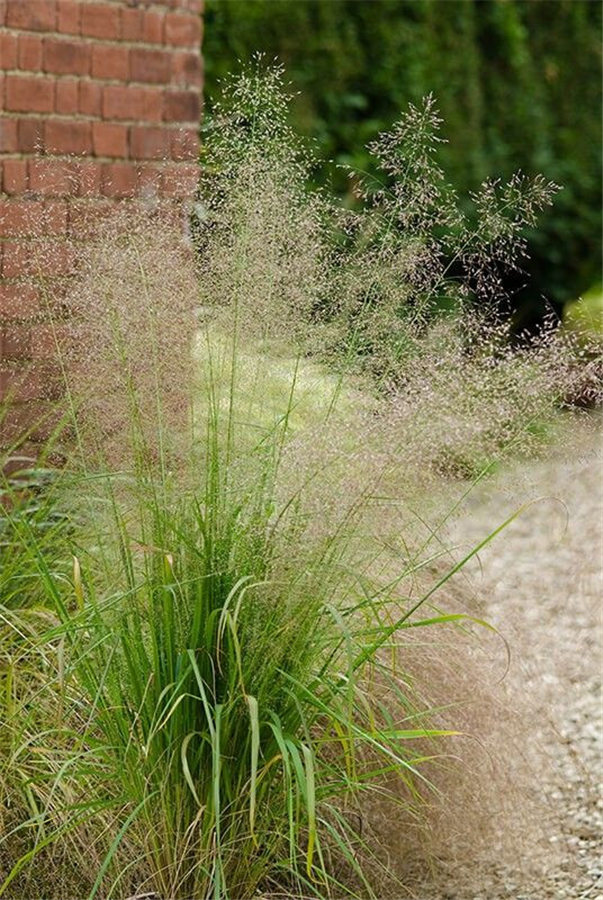 Ciņusmilga parastā Deschampsia cespitosa P9