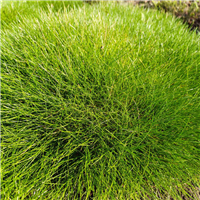 Festuca gautieri - Gotjē auzene P9