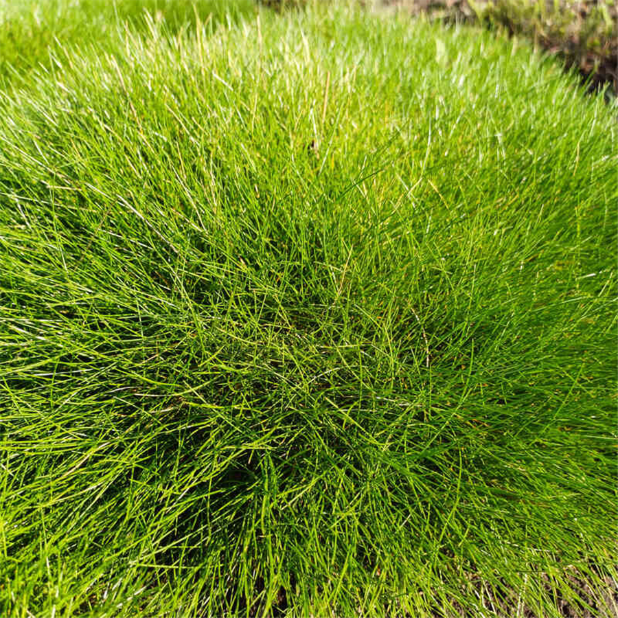 Festuca gautieri - Gotjē auzene P9