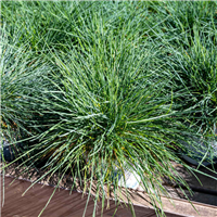Festuca gautieri - Gotjē auzene P9