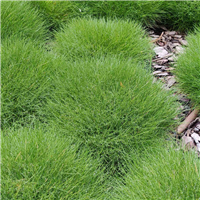 Festuca gautieri - Gotjē auzene P9