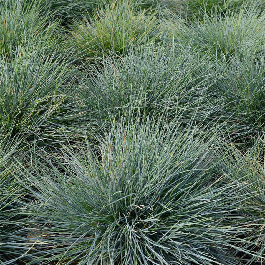 Festuca glauca Elijah Blue P9