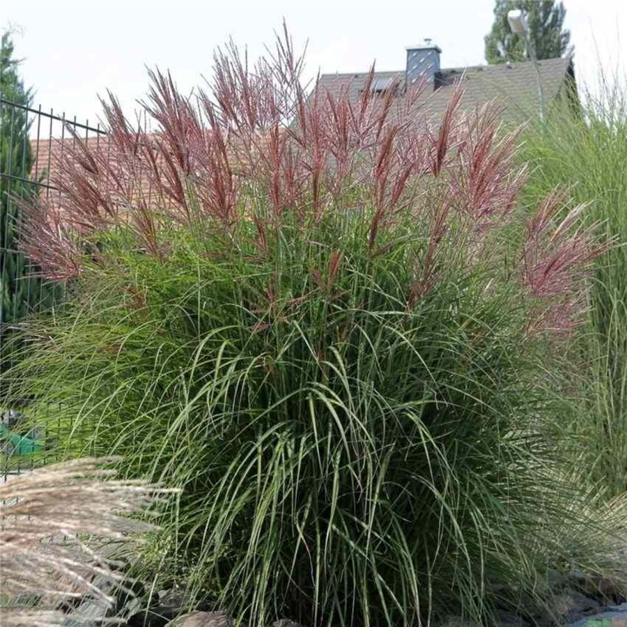Ķīnas miskante – Miscanthus sinensis FERNER OSTEN P9