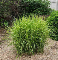 Ķīnas miskante – Miscanthus sinensis STRICTUS P9