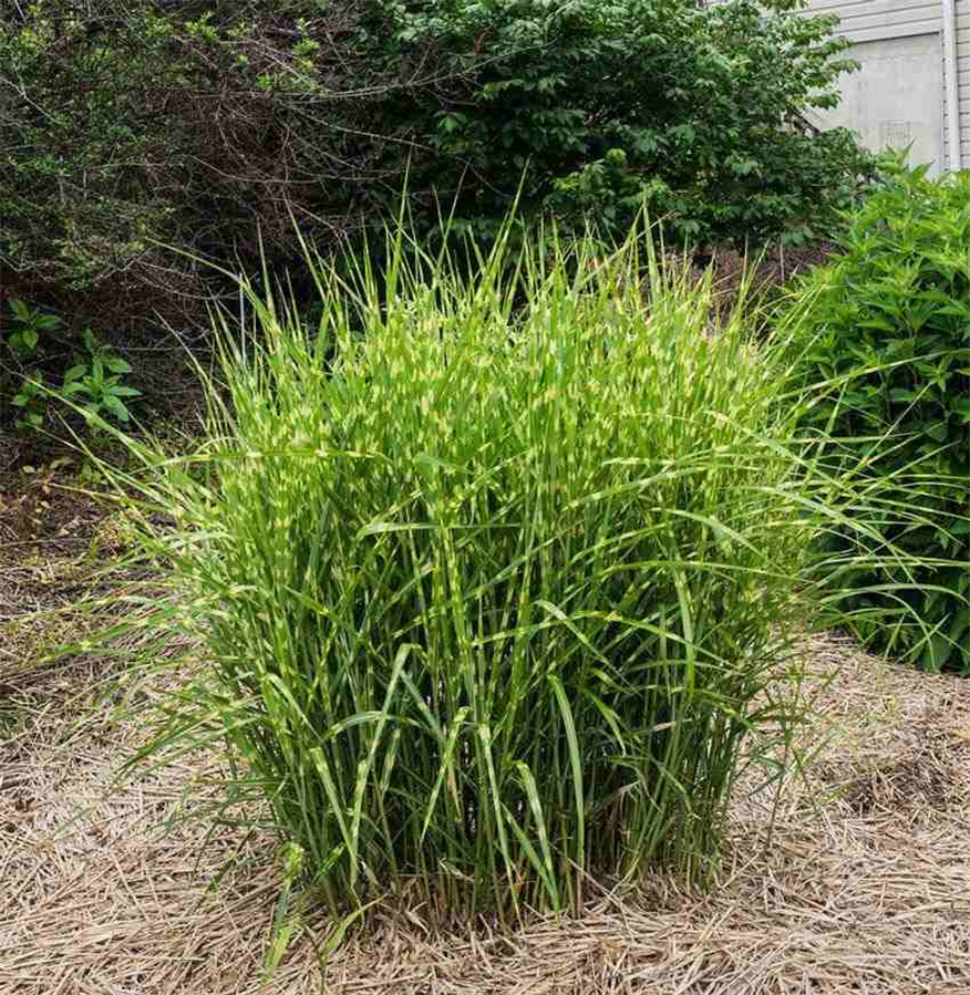 Ķīnas miskante – Miscanthus sinensis STRICTUS P9