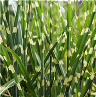 Ķīnas miskante – Miscanthus sinensis STRICTUS P9