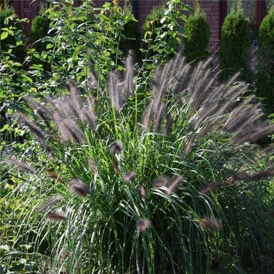 Lapsastu spalvzāle - Pennisetum alopecuroides BLACK BEAUTY P9