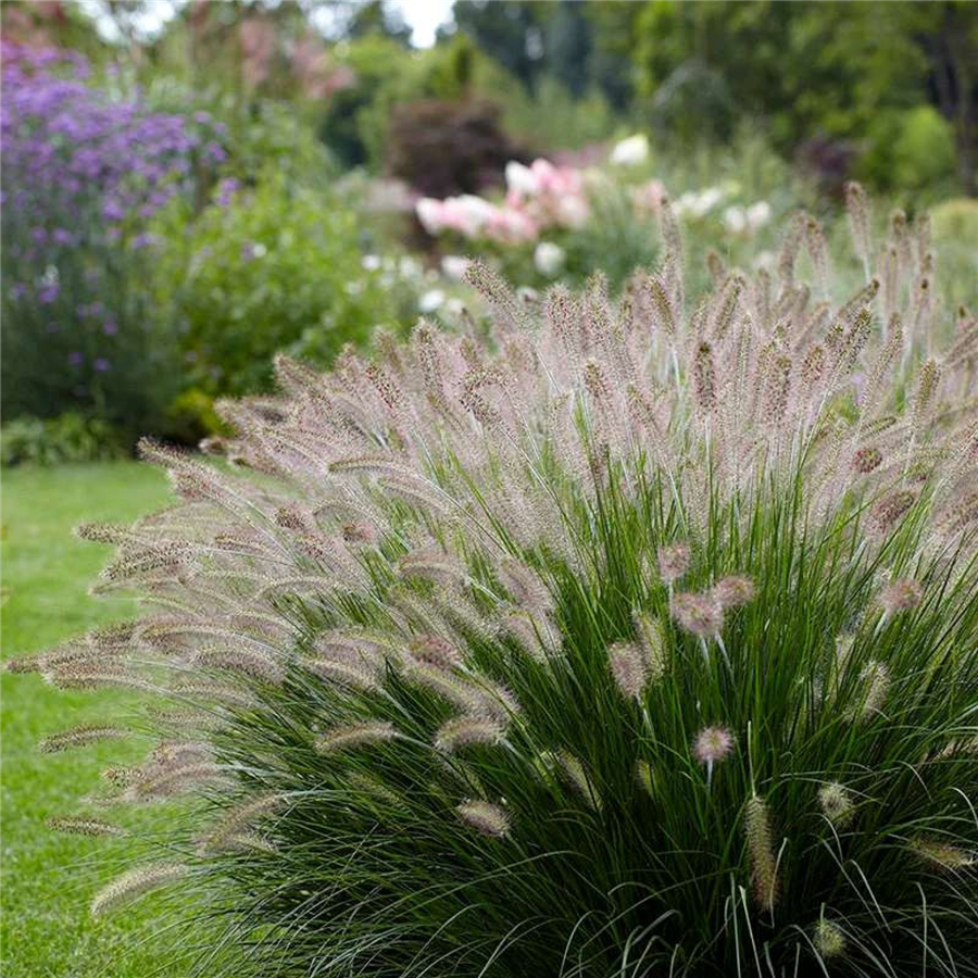 Lapsastu spalvzāle - Pennisetum alopecuroides HAMELN P9
