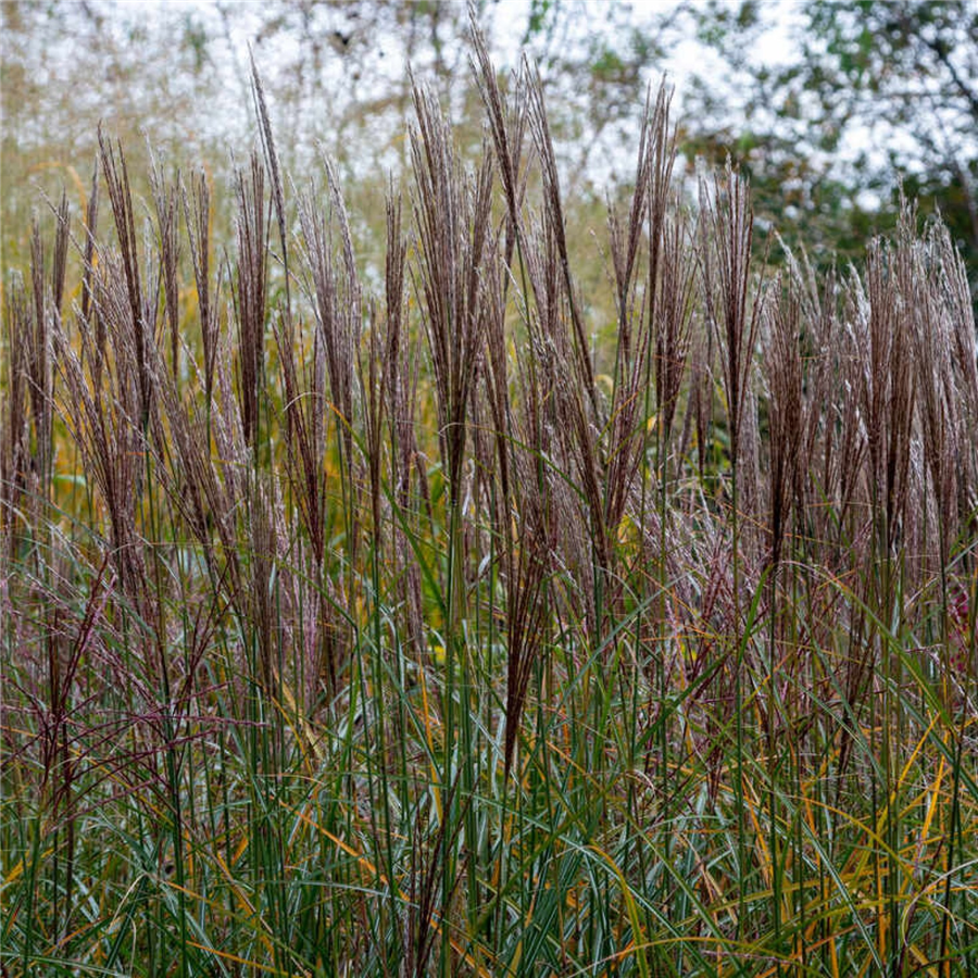 Ķīnas miskante - Miscanthus sin Yaku Jima  P9