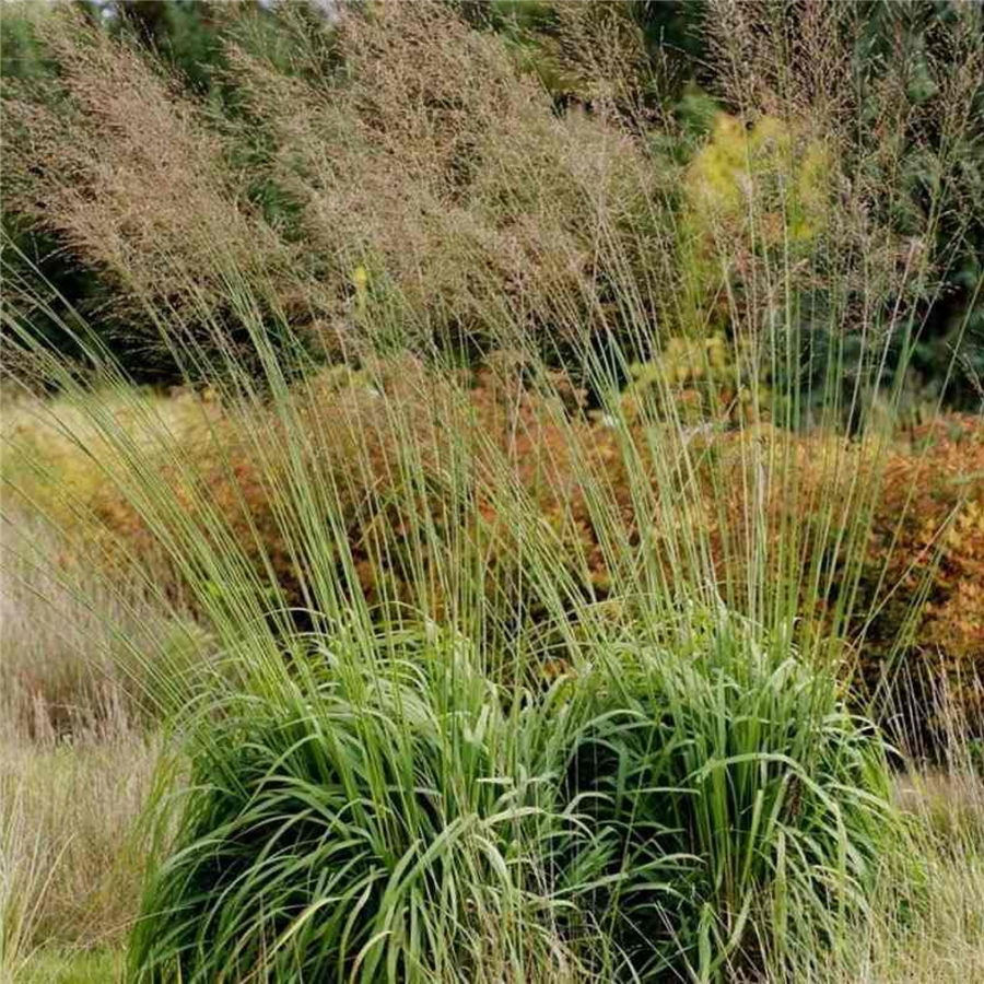 Niedru molīnija – Molinia arundinacea KARL FOERSTER P11