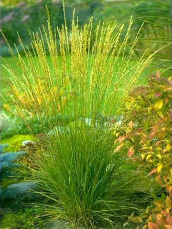 Niedru molīnija – Molinia arundinacea TRANSPARENT P9