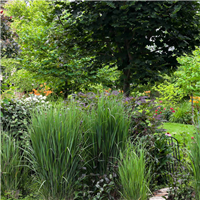 Īstā sāre (prosa) Panicum virgatum NORTHWIND    P9