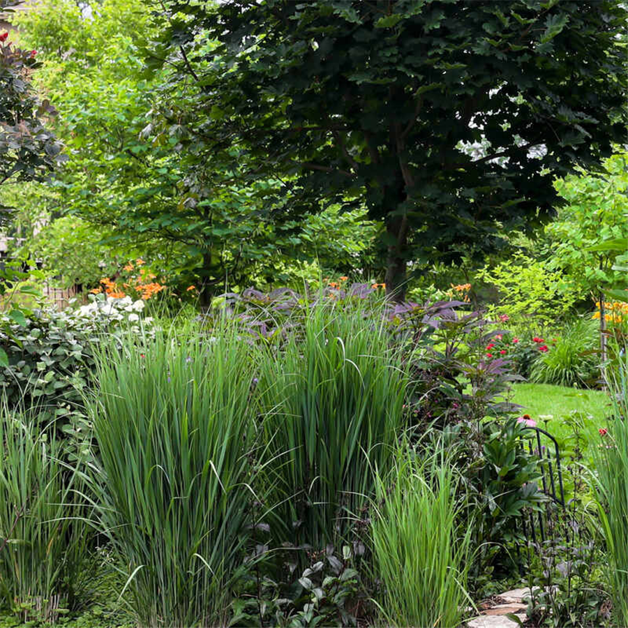 Īstā sāre (prosa) Panicum virgatum NORTHWIND    P9